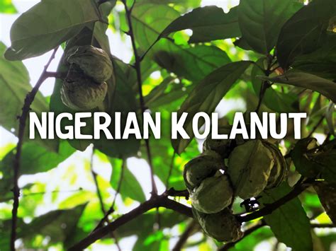  Kola Nut: The Mysterious Nut That Unlocks Ancient Nigerian Wisdom!