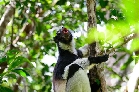  The Indri: Unveiling Secrets of Malaysian Forests through Talking Lemurs!