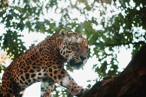  The Woman Who Danced With the Jaguars - A Tale of Courage, Respect, and Untamed Nature!