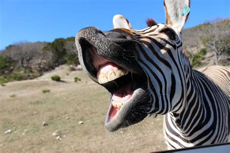  The Zebra's Laughter: 깨달음을 향한 신비로운 동물 이야기!